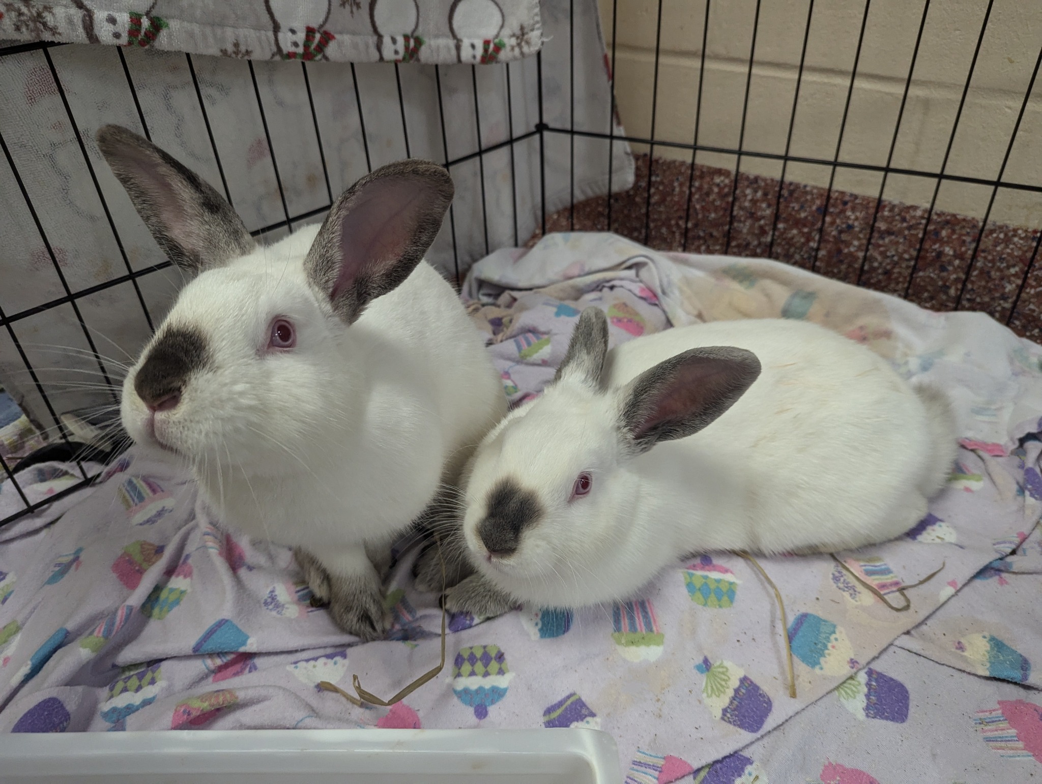 Meet the Bun Brigade! We're excited... - New Hampshire SPCA
