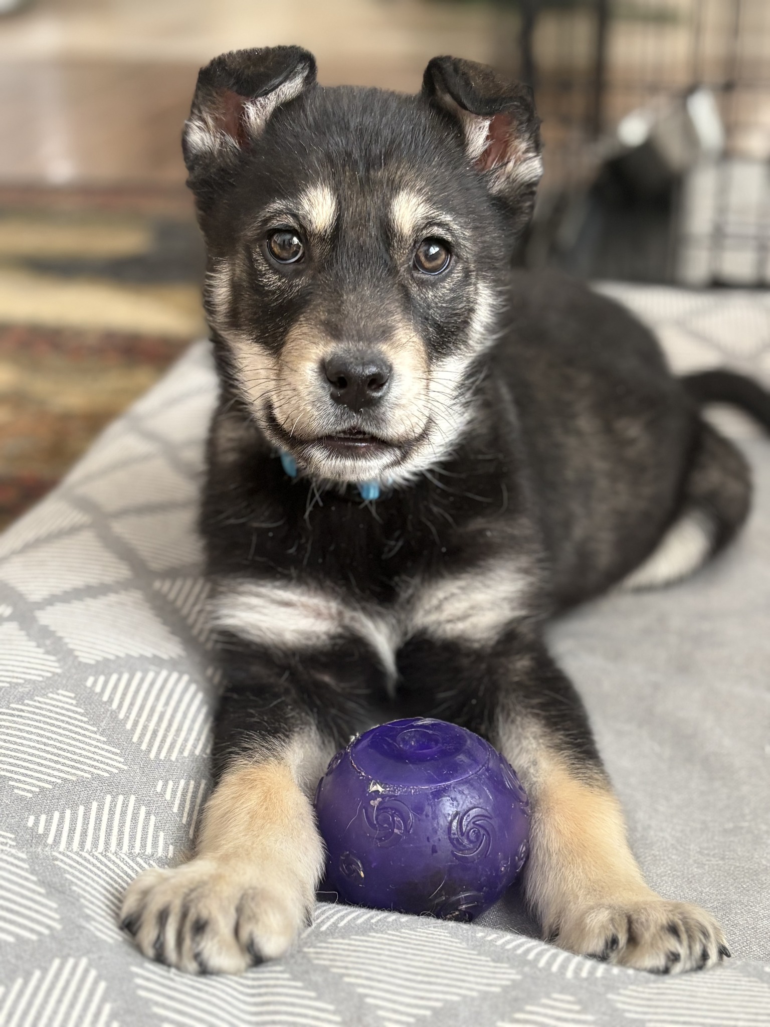 Chance's Rescue - 9 week old siblings Eddie, Faye, Heidi,... | Facebook