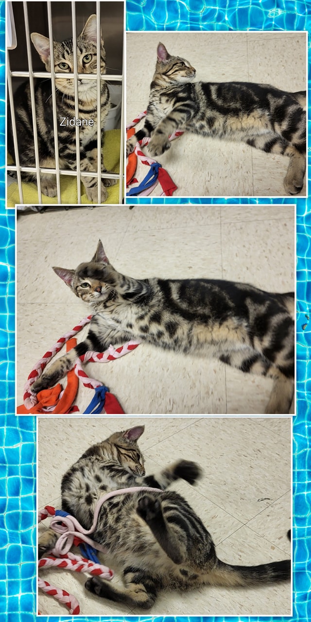 Zidane is a 6 month old kitten! He is so fun to watch play and