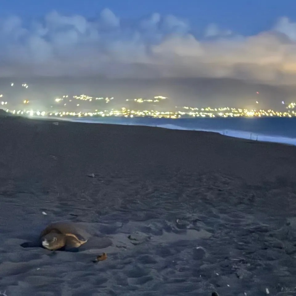 Conservation of Marine Turtles in the Mediterranean Region | Athens
