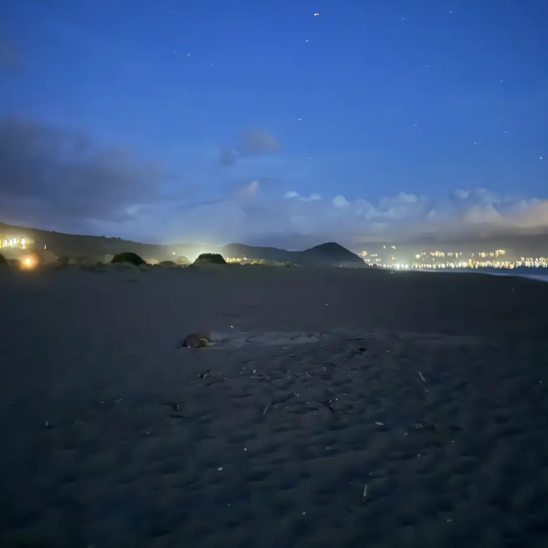 Conservation of Marine Turtles in the Mediterranean Region | Athens