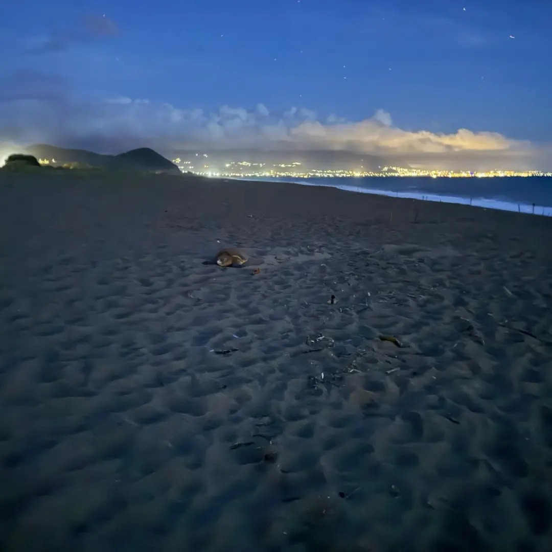 Conservation of Marine Turtles in the Mediterranean Region | Athens