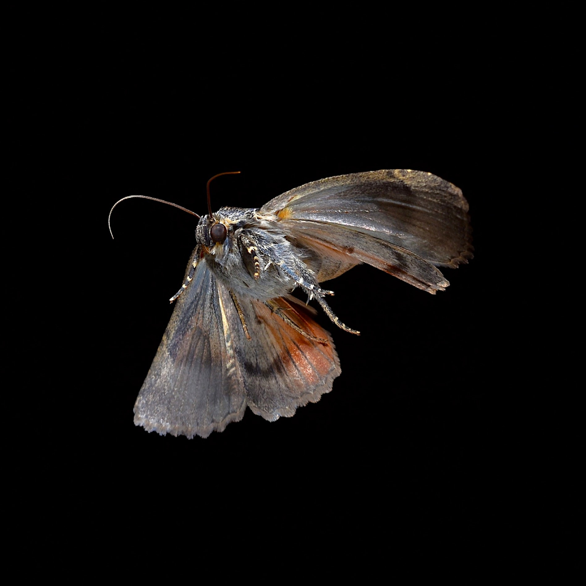 What are the bottom wings of a moth called?