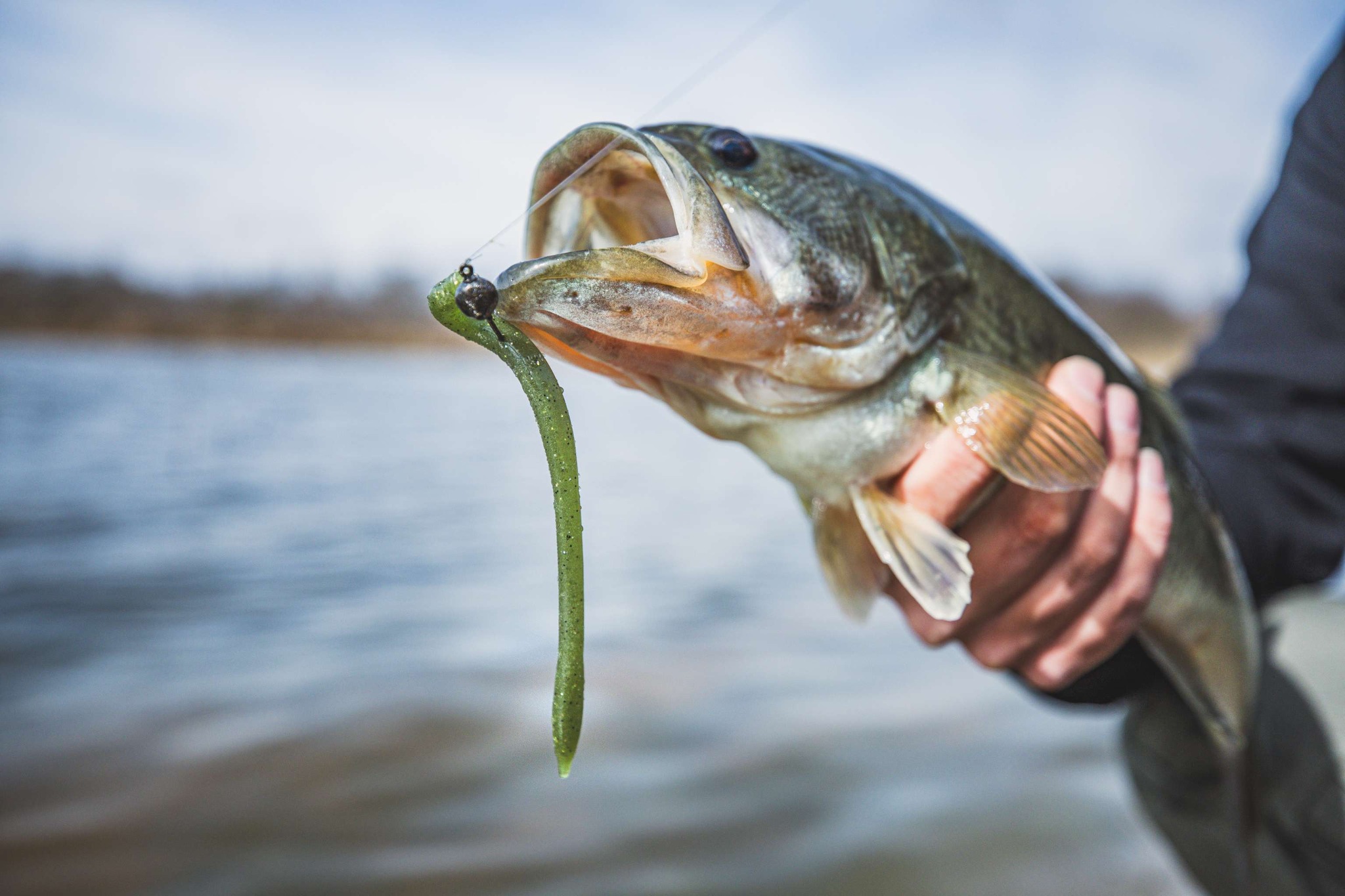 fish with worm lure head Big Jig Lures Swimming Bait Soft Plastic Fishing for Bass, Crappie, Trout, Pike, Sea Bass, Redfish, Striper,Fishing Lures for Freshwater & Saltwater (Black Glitter-1 Piece) : Sports & Other times The Sensei worm can be