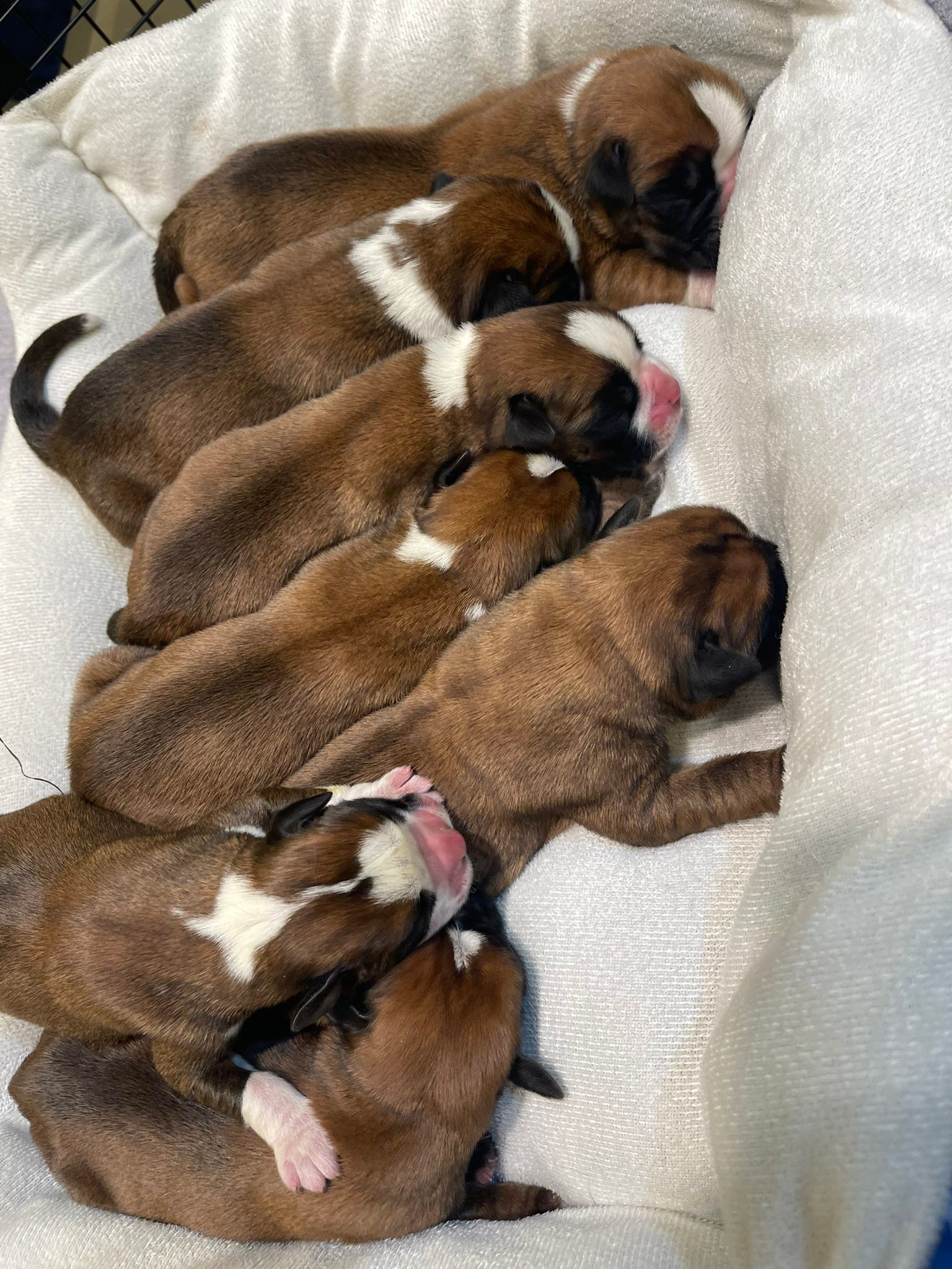 Mr. Bulleit welcomed his first litter... - BellRidge Boxers | Facebook