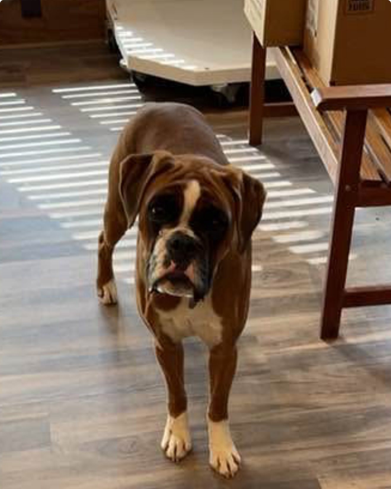 BellRidge Boxers added a new photo. - BellRidge Boxers