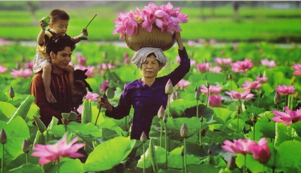 About The Lotus - Lotus is the national flower of Vietnam....