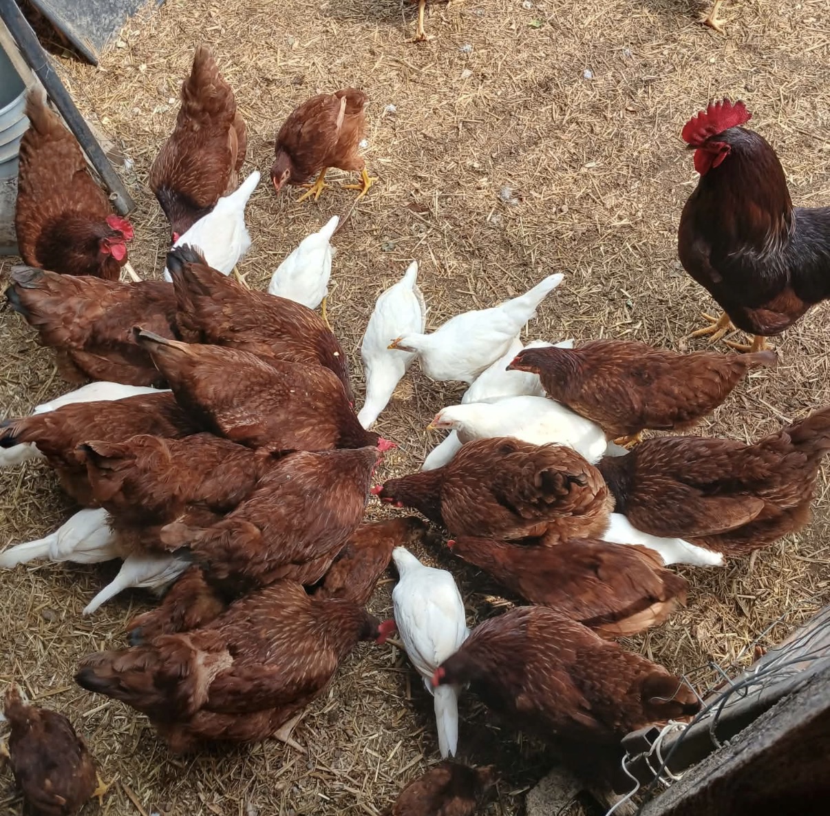 Poultry and small animal trade day
