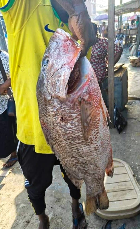 Fresh Red Snapper... - Ijaw Heritage Television International | Facebook