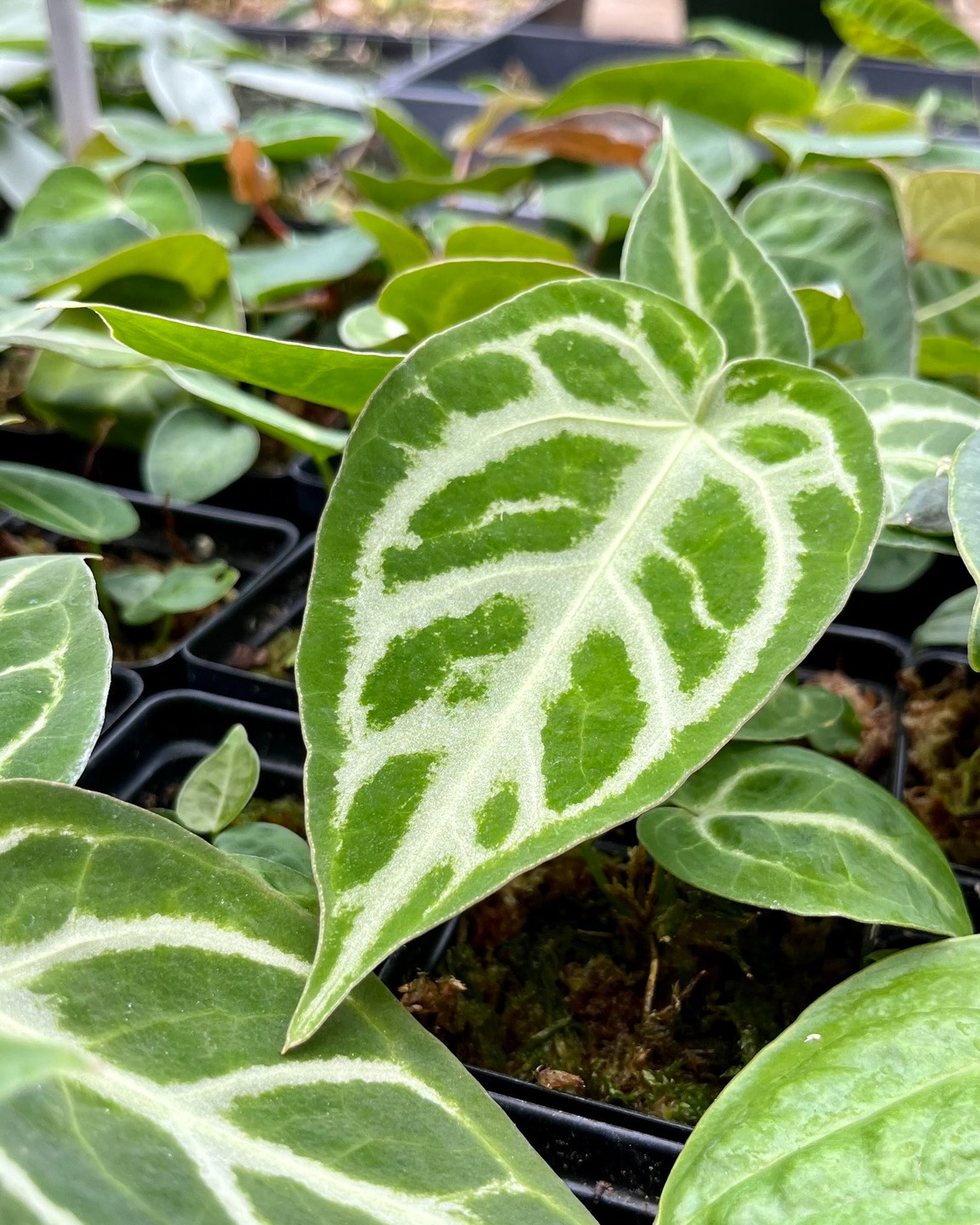 Anthurium 'Silver Blush' x 'Michelle' plant from Wild Roots Nursery