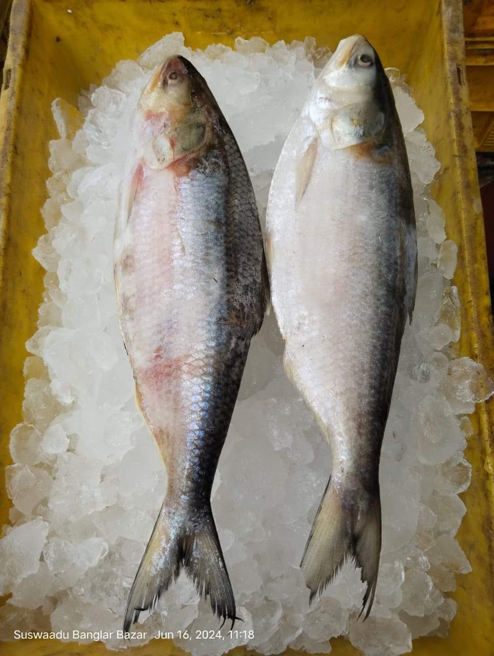 Premier Fish Mart added a new photo. - Premier Fish Mart