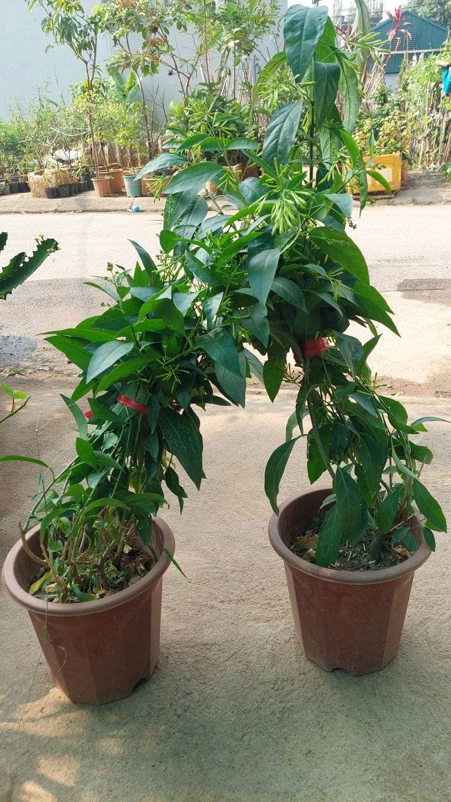 Giống cây rau lang, thực phẩm làm sạch đường ruột chống táo bón