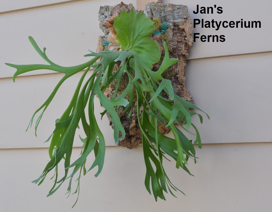 Platycerium Mt. Kitshakood ( thin frond)