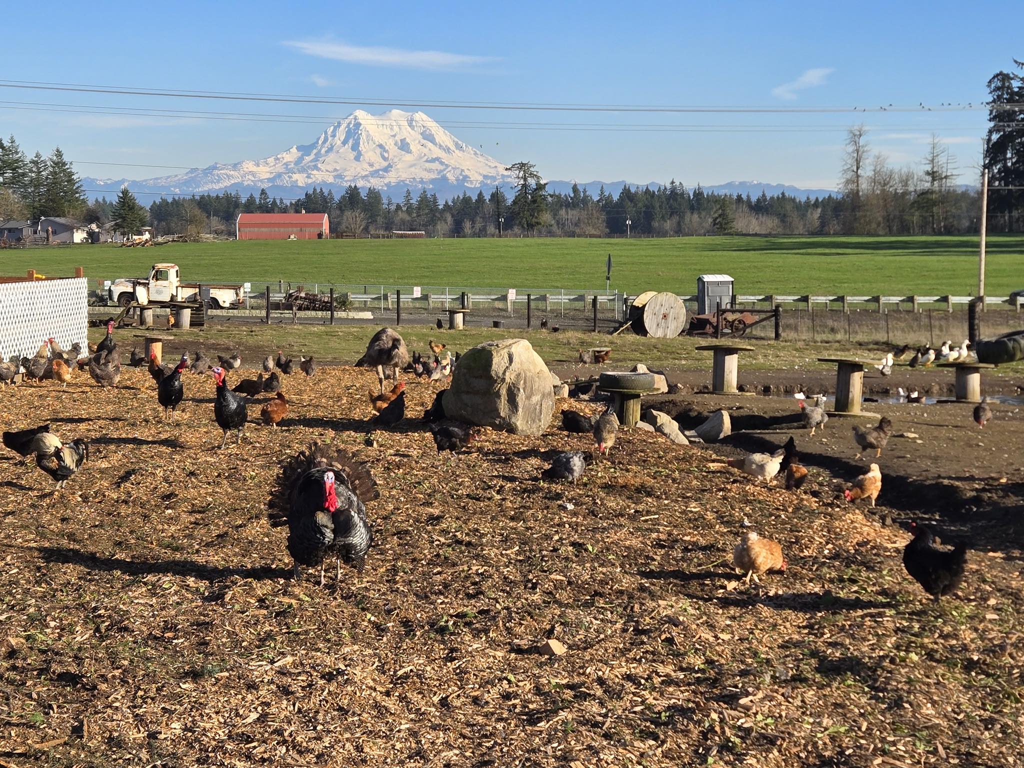 Green Branch Ranch & Farm Store | Yelm WA