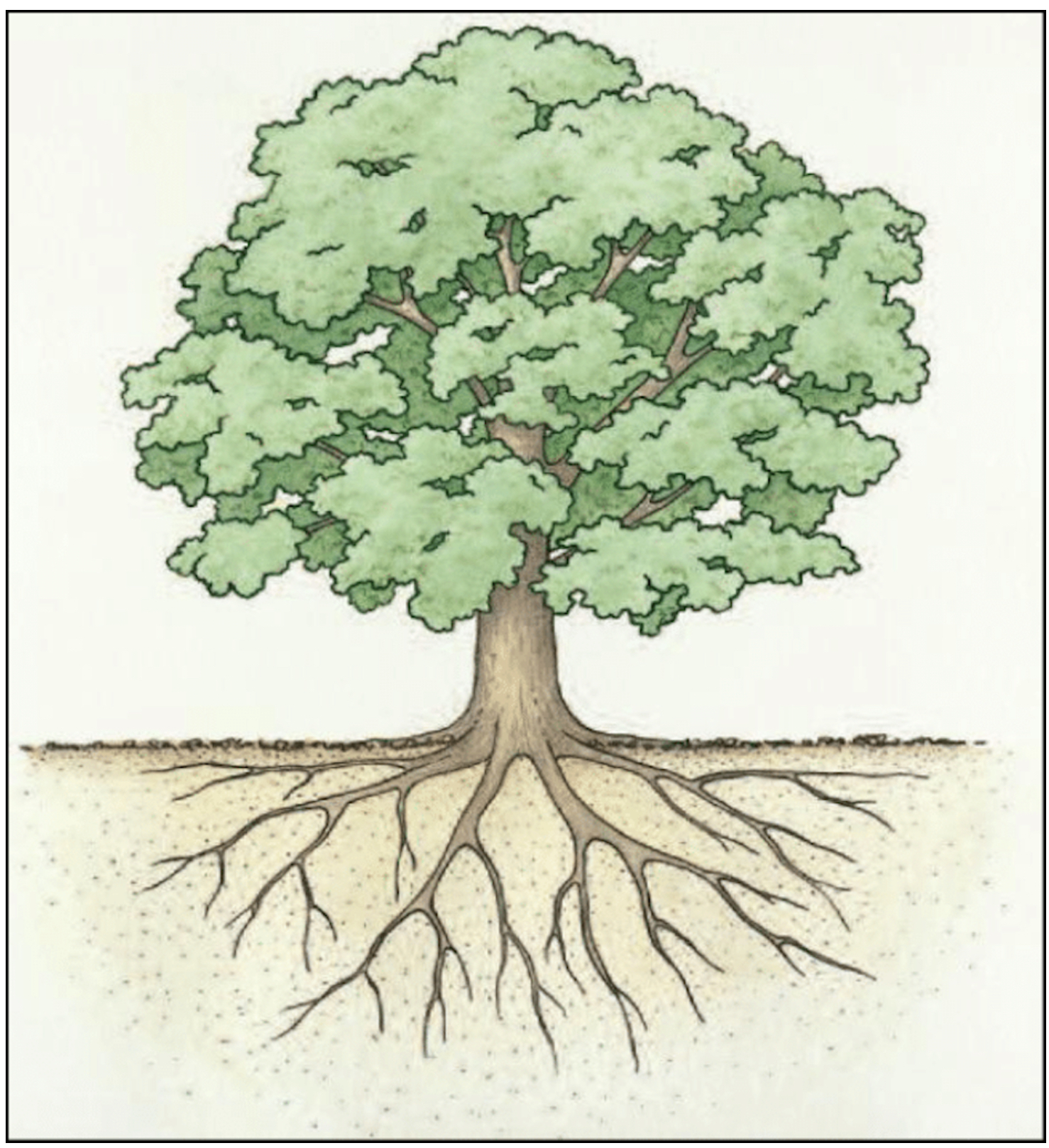 The different parts of a tree... - Pine Ridge Tree Service