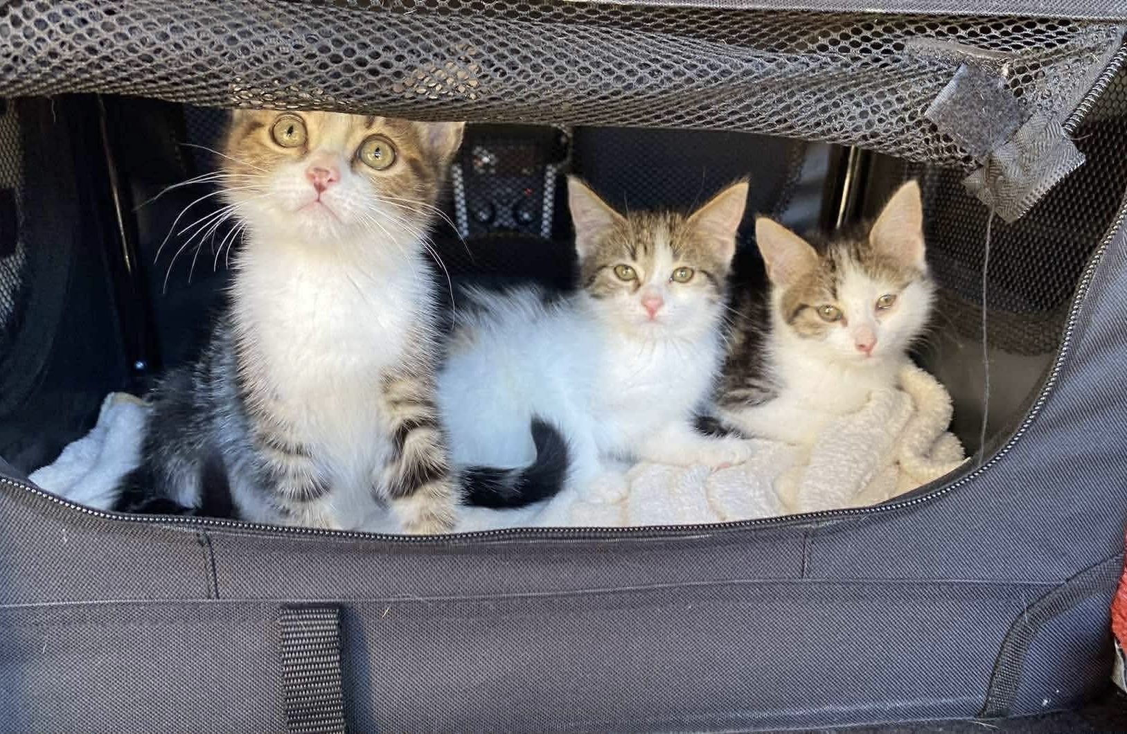 Cat Rescue Mission