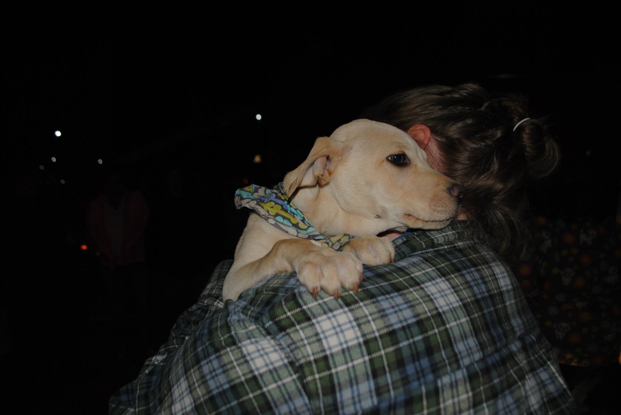 Maine Lab Rescue