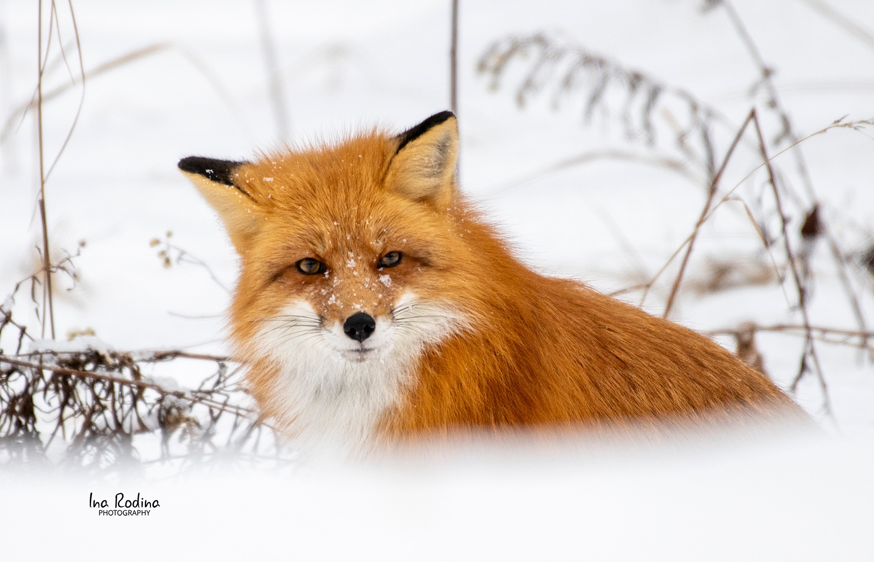 Foxes in Fort Simpson, N.W.T. with thick winter coats