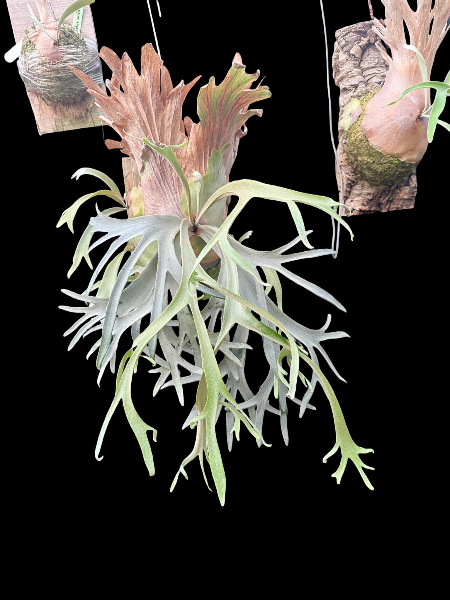 小皇冠孢子苗特選P.Willinckii Little crown spore select(from Woot
