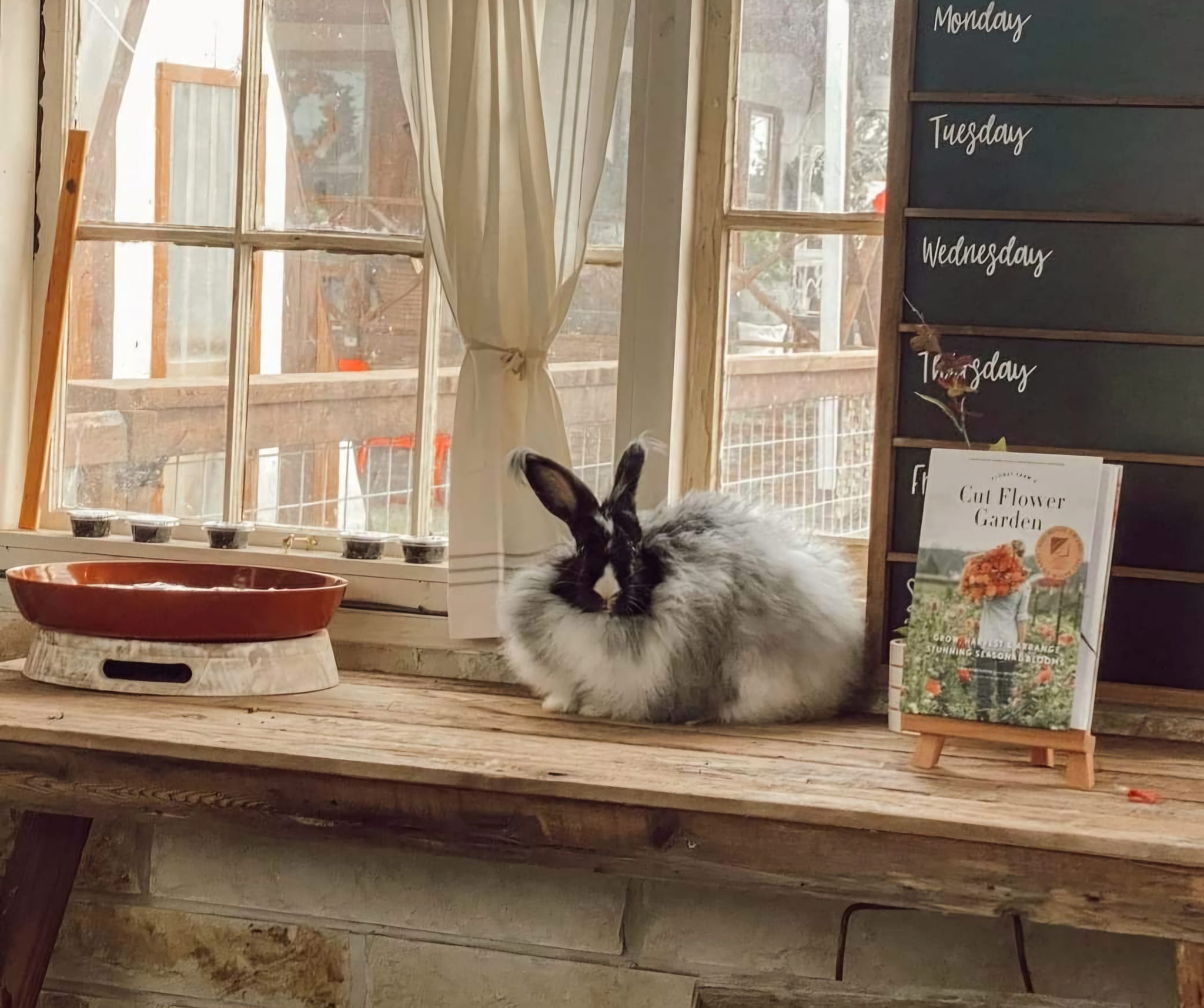 Rowdy Ranch German Angora Rabbits | Cedar Creek TX