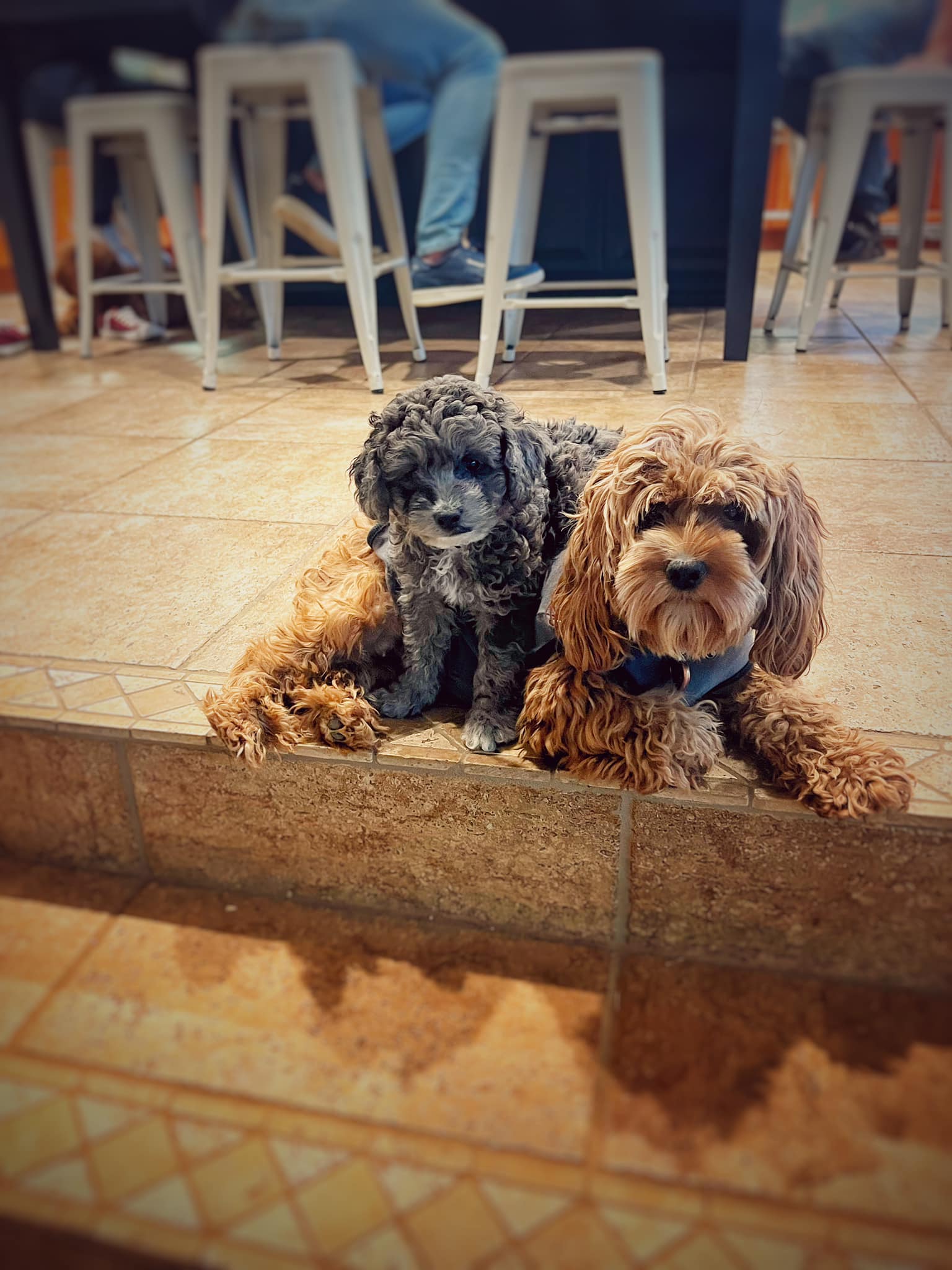 Cockapoo Puppies in Gilbert Arizona