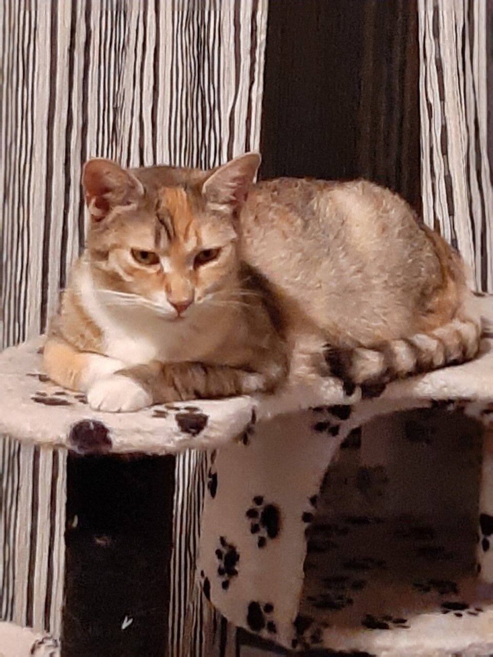 Meet the gorgeous... - Toronto Cat Rescue - Waterloo Region | Facebook