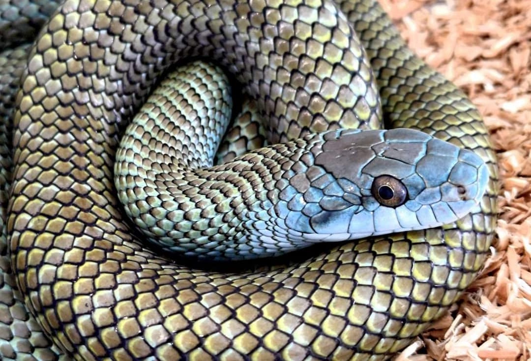 Halloween Creatures - Lecimy w kulki?! 🎳 (ang. ball python - pyton ...