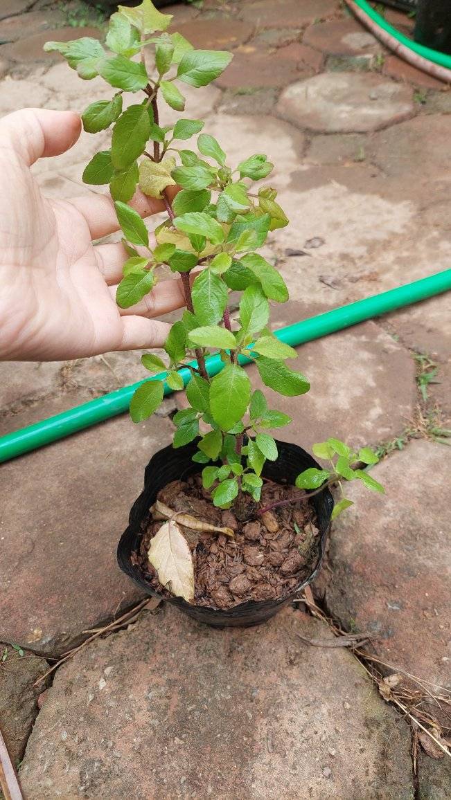 Giống cây rau lang, thực phẩm làm sạch đường ruột chống táo bón