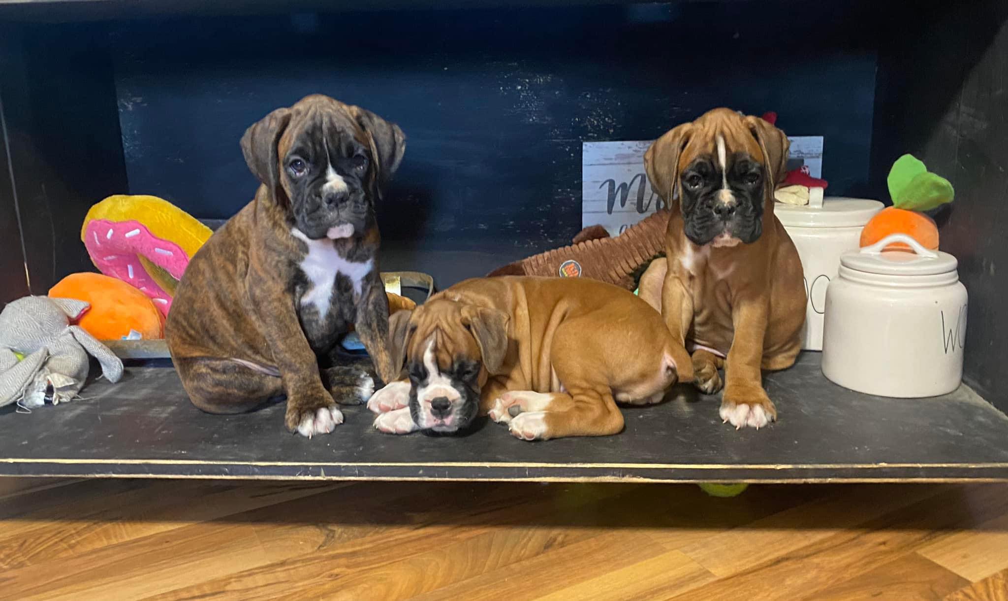 Autumn Ridge Boxers | McLeansboro IL