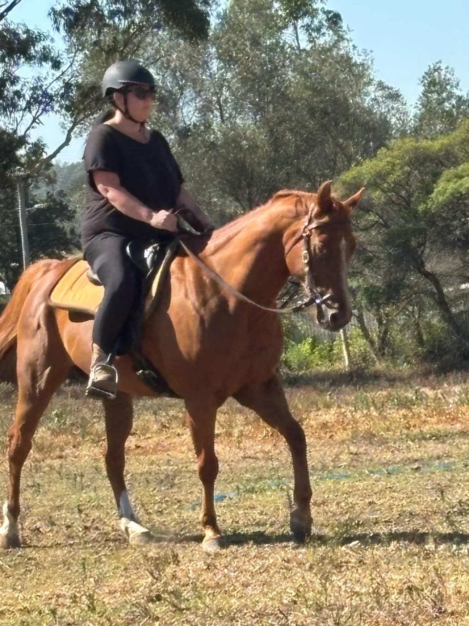 Sharp Performance Horses | Denman NSW
