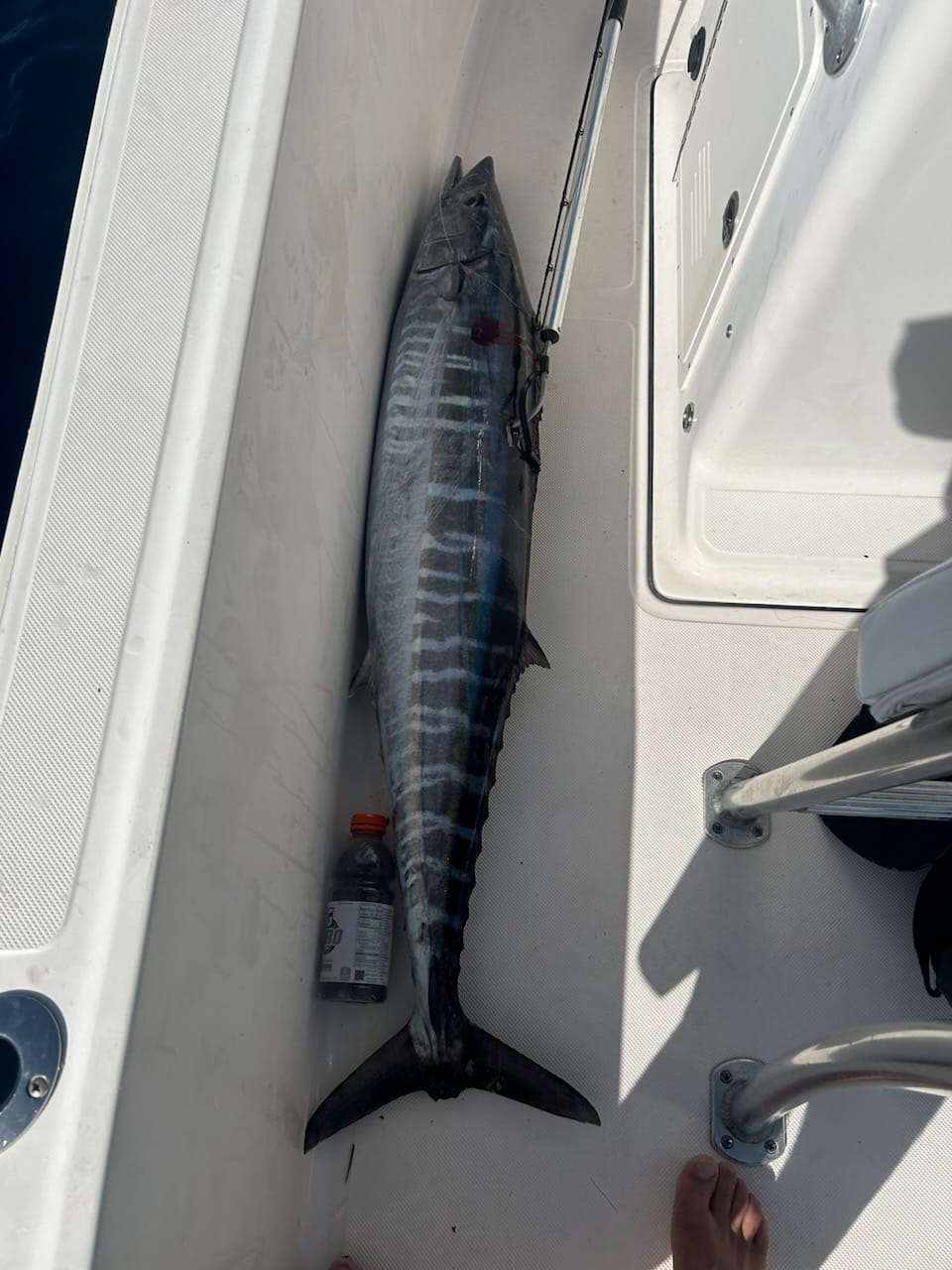 Stuart Live Bait