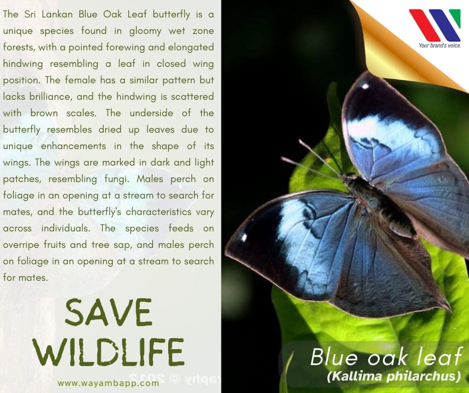 Let's unite in our... - Wayamba Printpack (Pvt) Ltd.