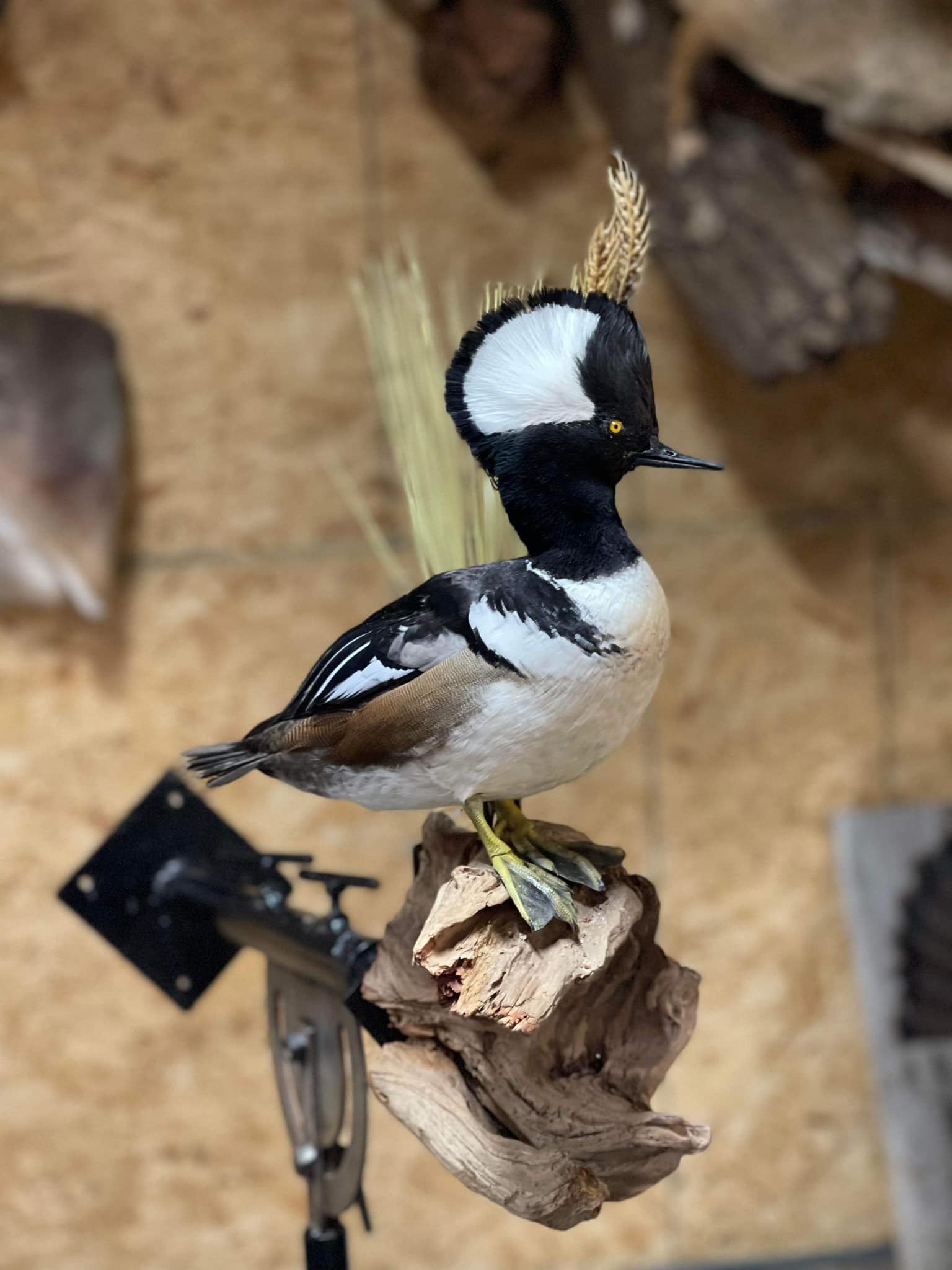 Maple Grove Taxidermy