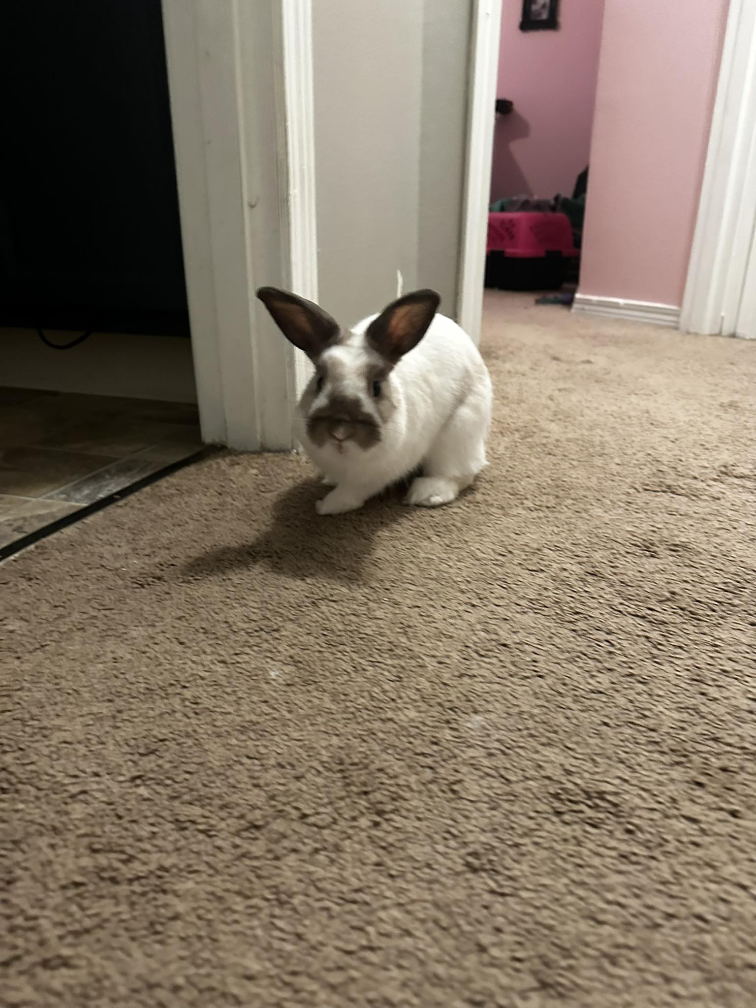 Washington State Rabbit Rehoming & Adoption | Facebook