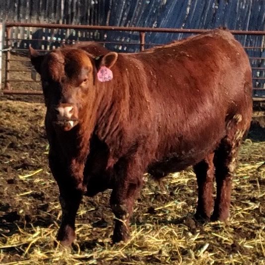 Ehrenholz - We got a new bull! This handsome Red Angus comes from Hill ...