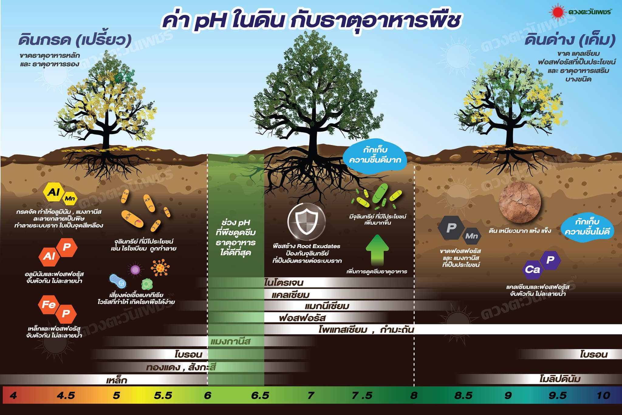 #ค่าpHในดินมีผลต่อการดูดซึมอาหารของพืชอย่างไร? pH ในดินเป็นตัวบ่งชี้ ...