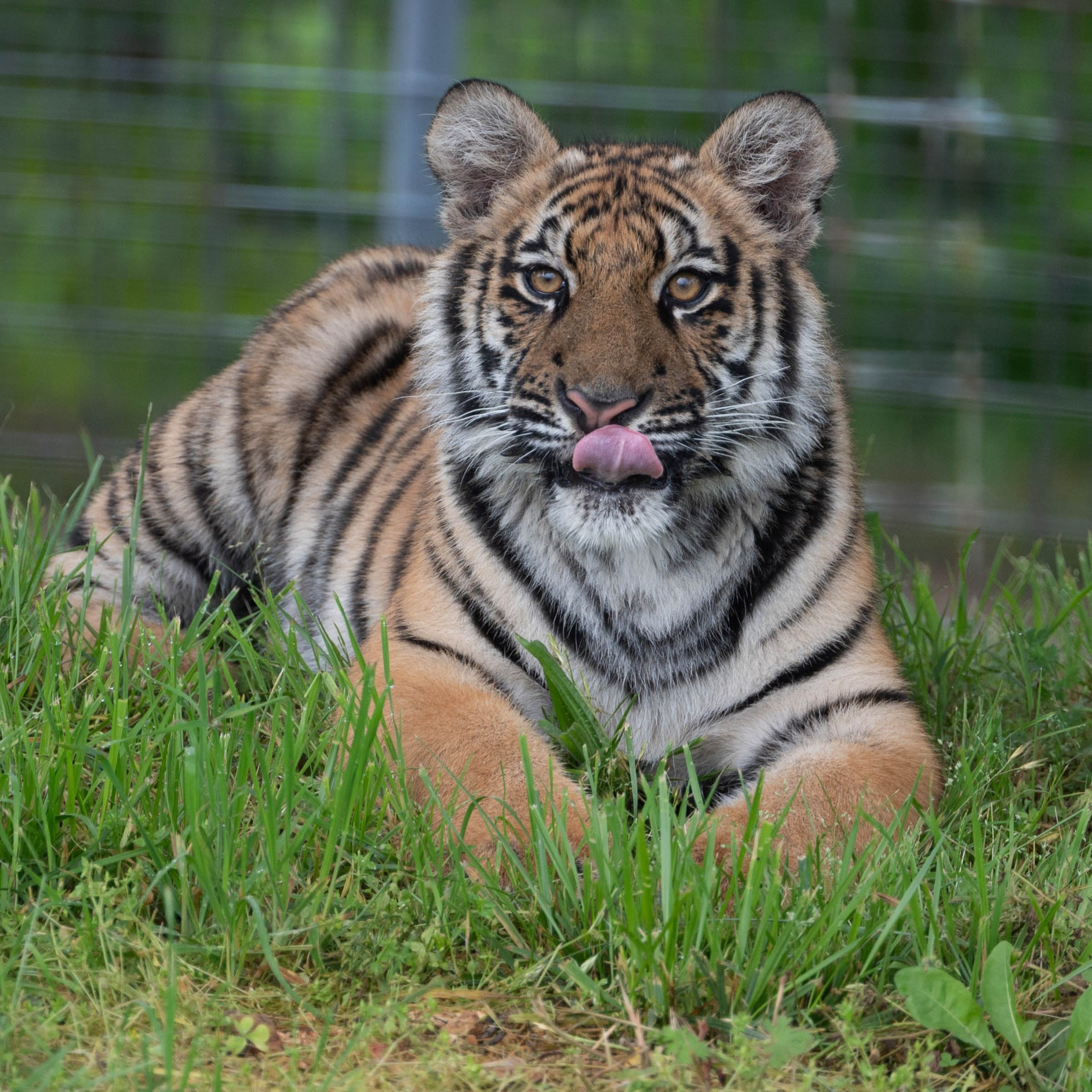 Turpentine - Growing Up Fred Tiger - Many of you have asked to see ...