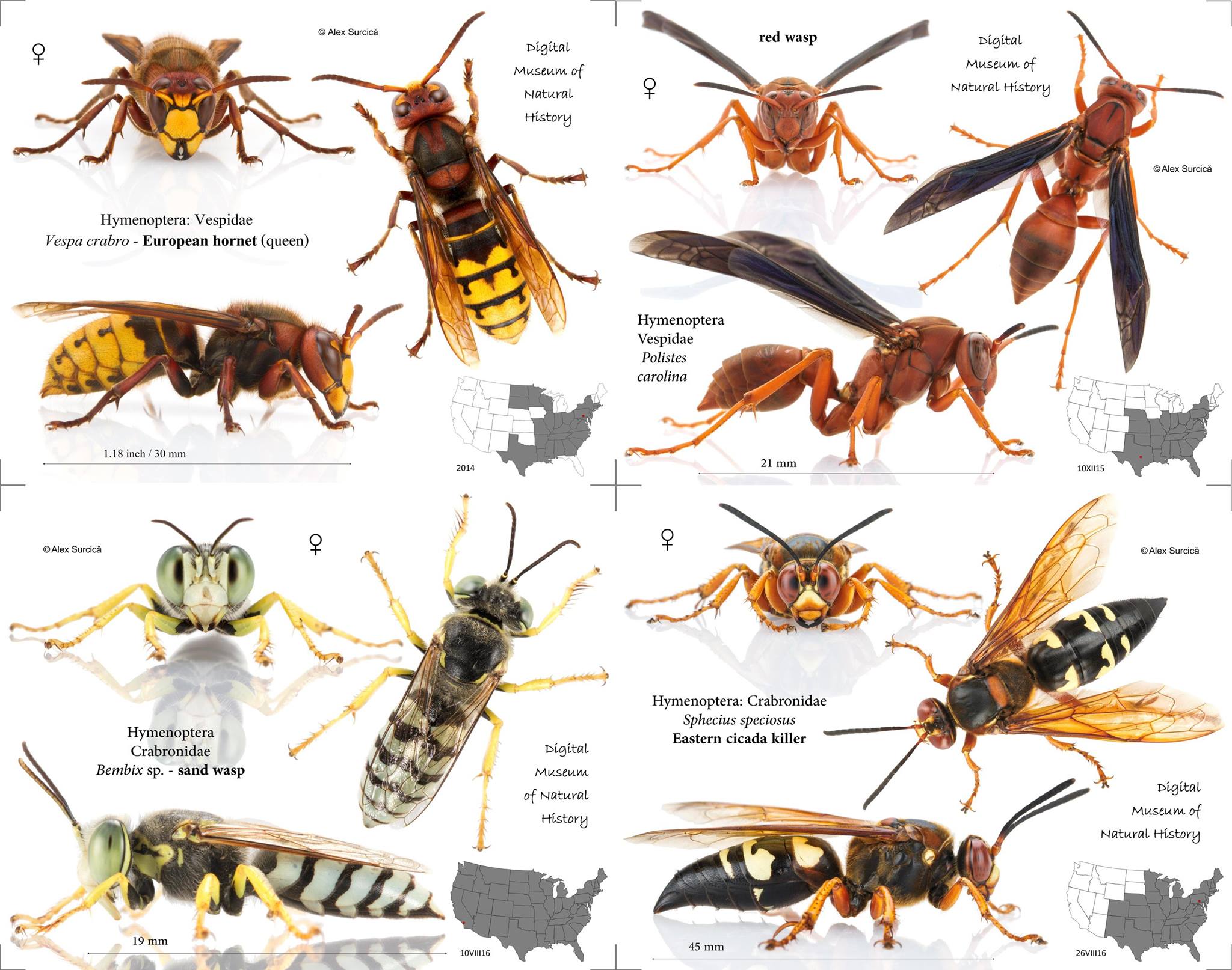 Digital Museum of Natural History - Love them or hate them, you must ...