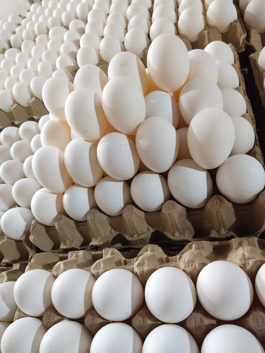 Skyler's Rice and Egg Trading