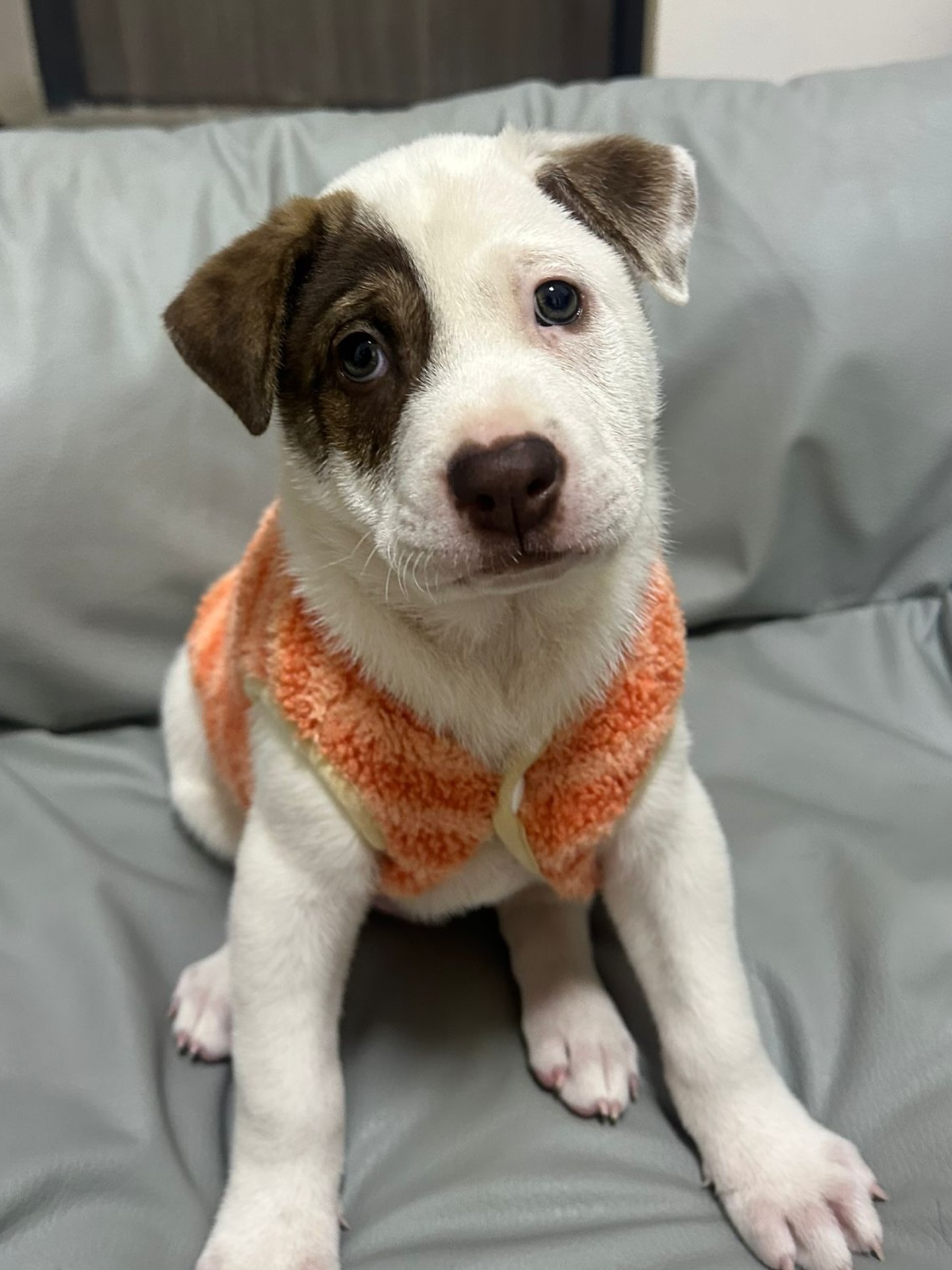 Say hello to Duke (Du Du)🐶 This adorable 2-month-old boy is from