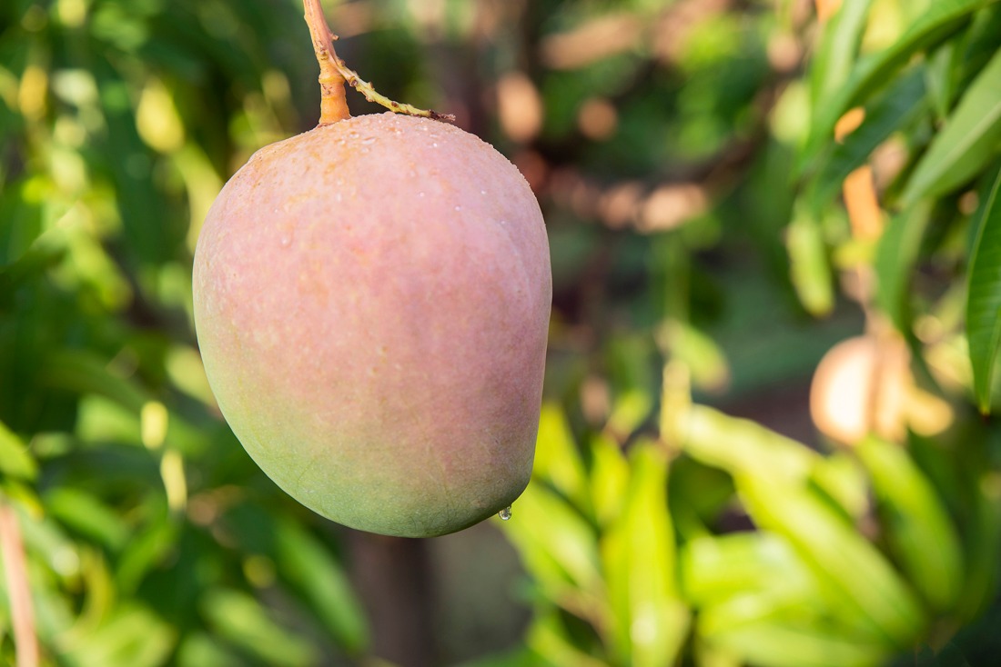 Piñata Farms - Honey Gold mango season is over for another...