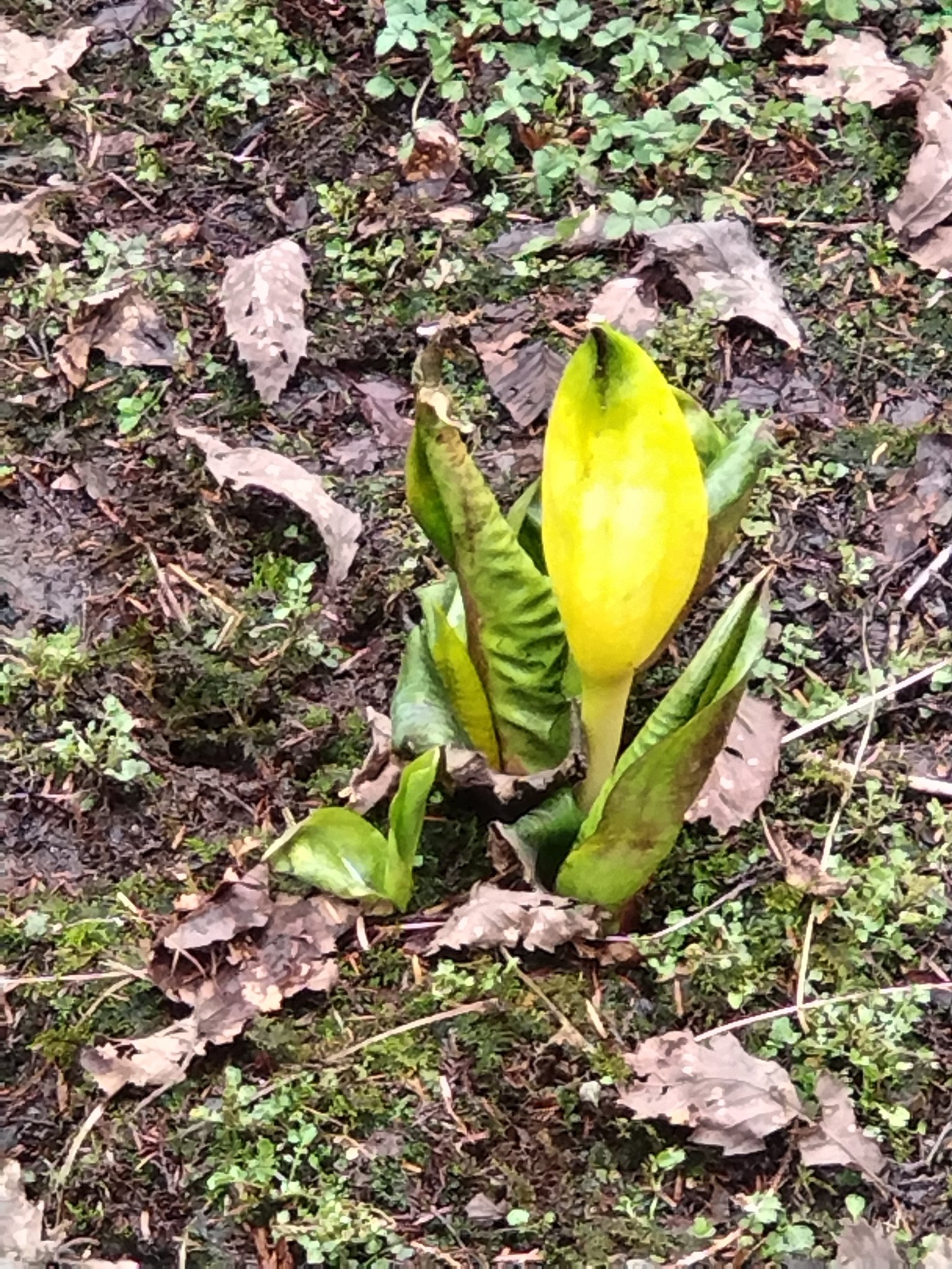 こんにちは。 先日、行ってきました長野県阿智村の水芭蕉が綺麗でした 