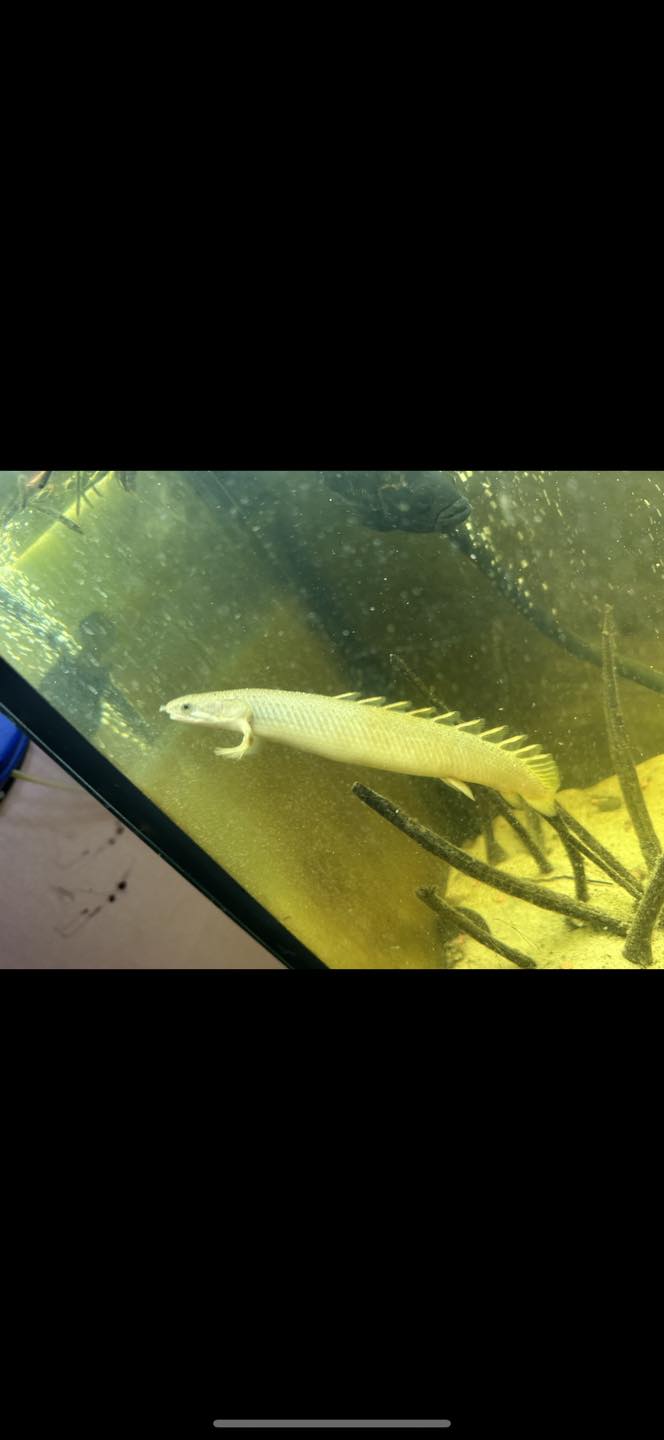 Ribice Zivinice - 🐟 Upoznajte fascinantnu akvarijsku...