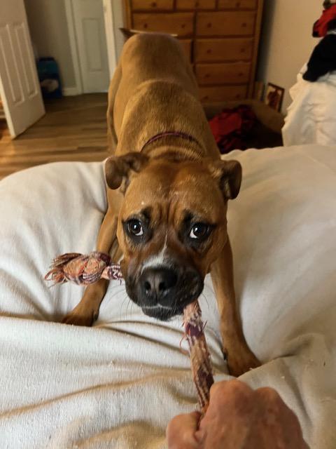 Boxers to the Rescue - Boxer Rescue & Adoption Inc.