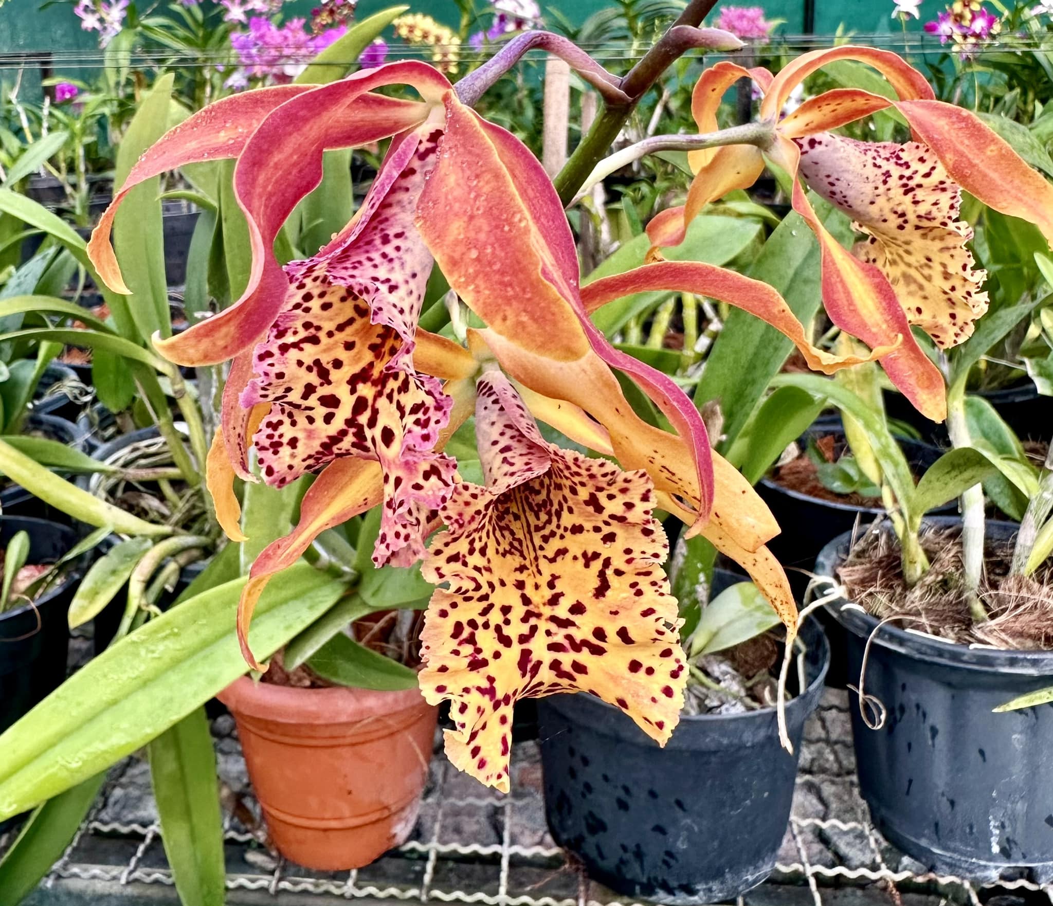 Cattleya Frances Fox 'Fire Flame'