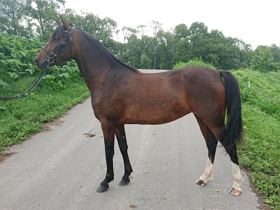 葛岡牧場 馬遊館 2019年北海道乗用馬オークション イリミナル 3歳 品種 日本乗系種 Facebook