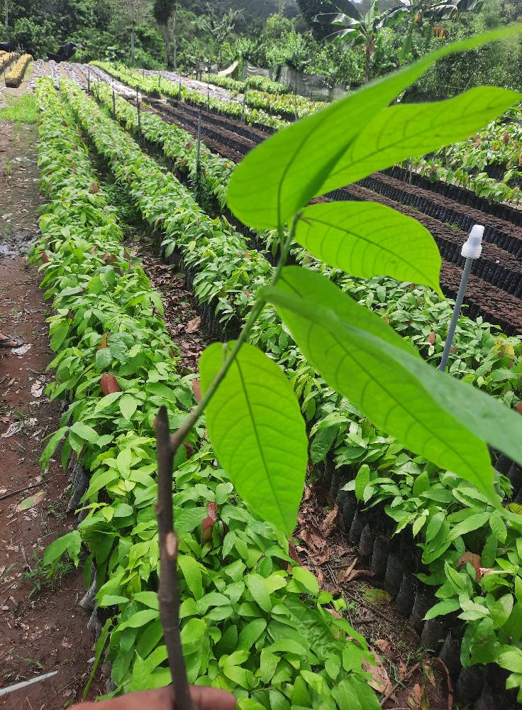 Plantas de Cacao Injerto CCN 51 y Ramilla | Ventanas