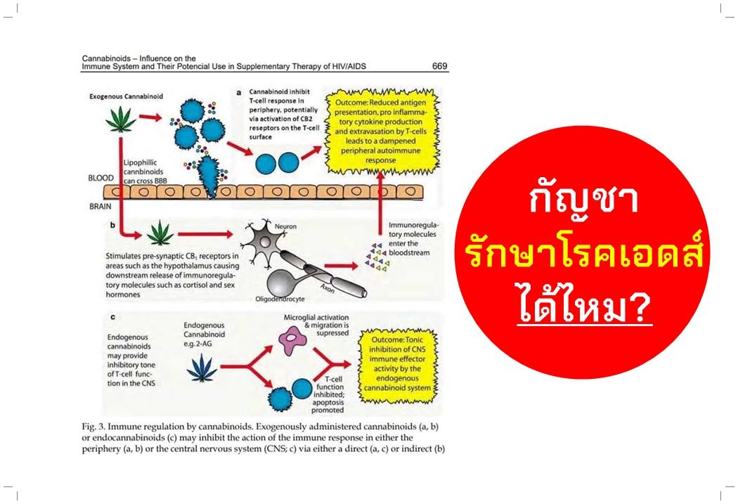 กัญชารักษาโรคเอดส์ได้ไหม? .... - Cannhub thailand