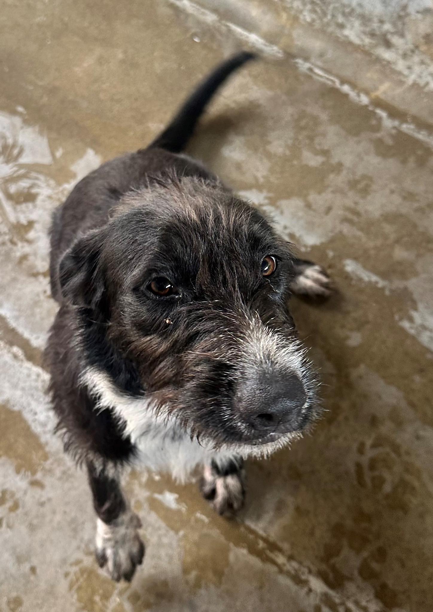 DACS Inc - 🍪 DIRECT ADOPTION !! 🍪 Name - Oreo Age - 8... | Facebook