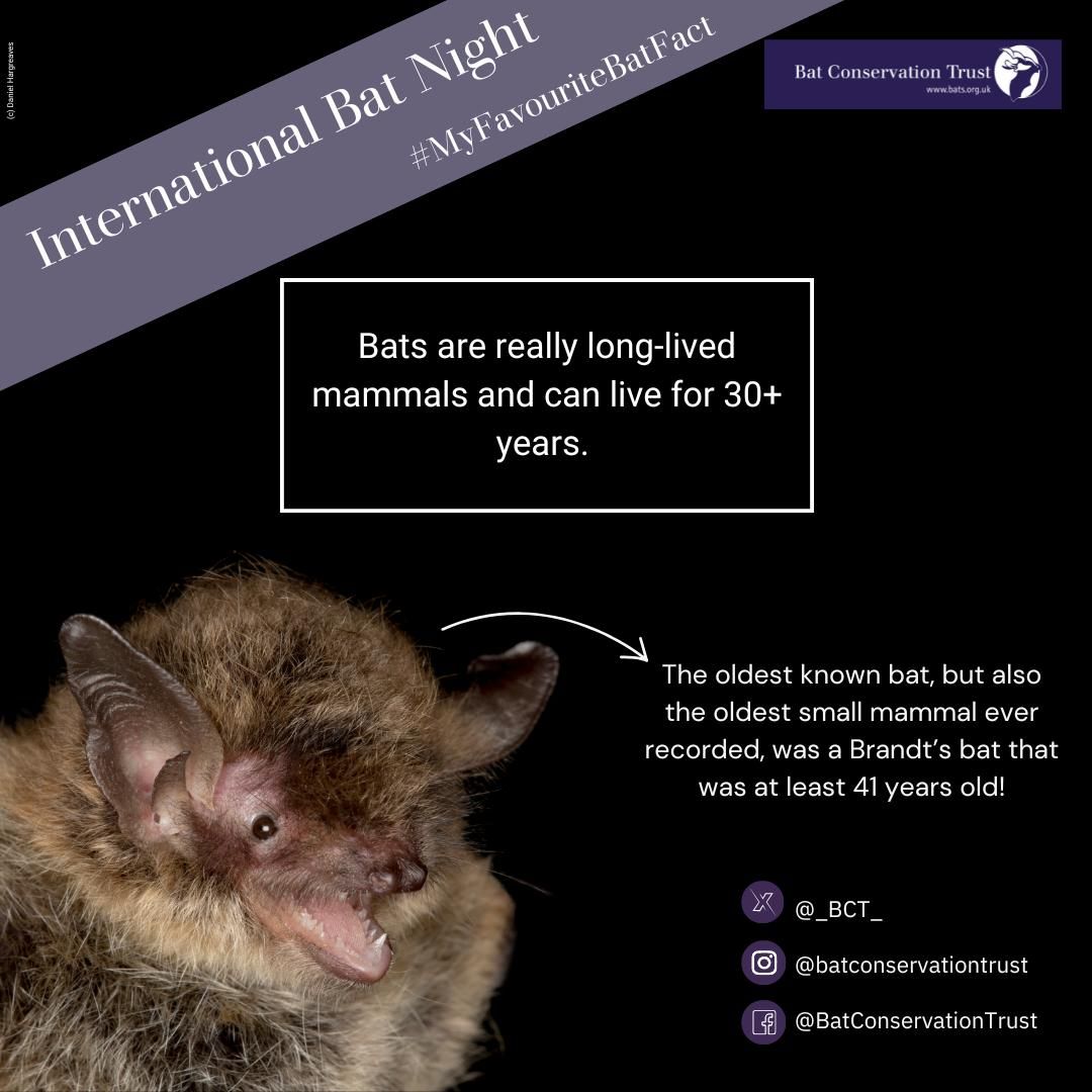Bat - Happy International Bat Night!!!! Please help us raise awareness ...